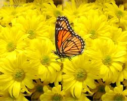 Butterflies_Daisies