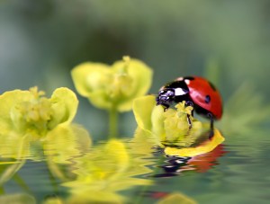 ladybug on flowers