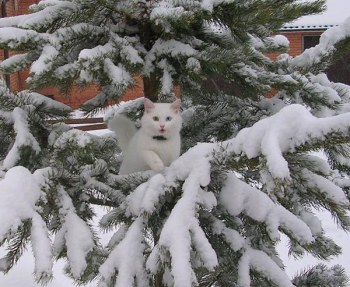 WhiteKitteninSnow