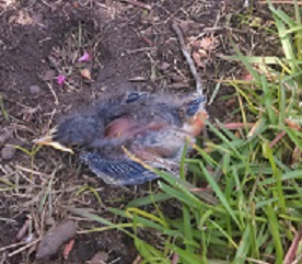 Baby_Bird1