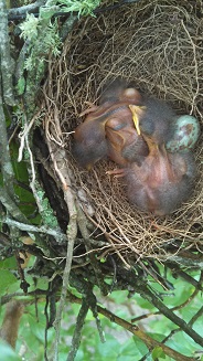 © 2013, Sharla Lee Shults