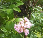 © 2013, Sharla Lee Shults