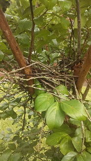 © 2013, Sharla Lee Shults