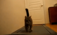 “Gotta get my sweat on. Meow.”