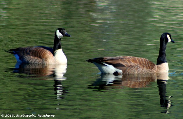 Geese