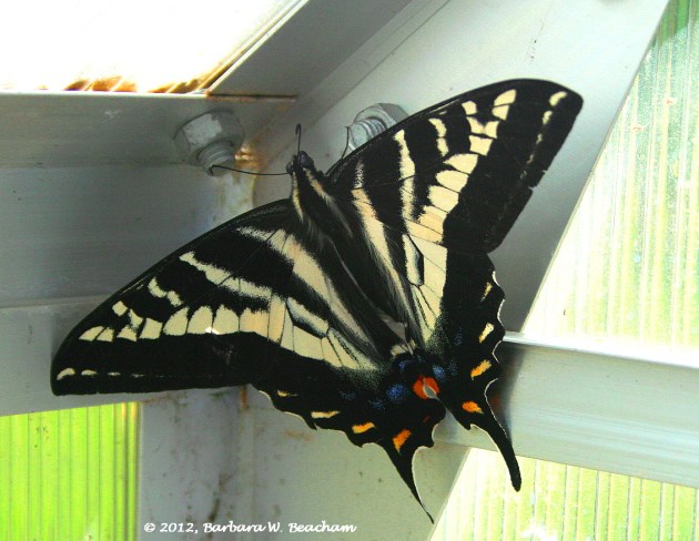 Swallowtail butterfly