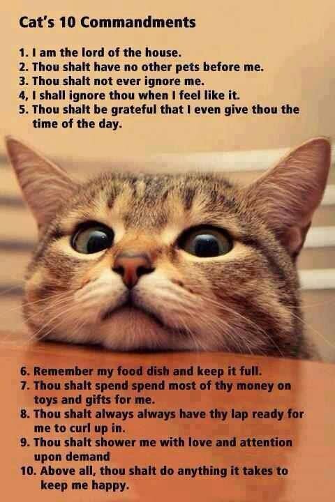 Cats_10_Commandments