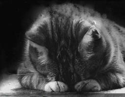 Melancholy_Cat4