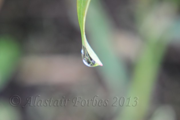 Raindrop_Alastair
