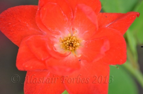 Vivid_Color_Alastair