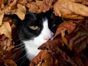 Cat-in-Leaves