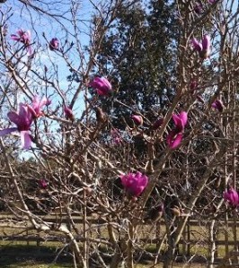 Not a leaf in sight but new buds & blossoms everyday!