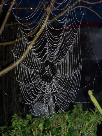 A Web in the Morning Dew @ Life in the Foothills