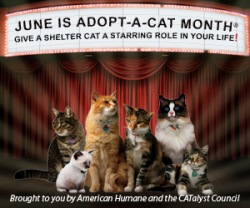 adopt-a-cat-month1