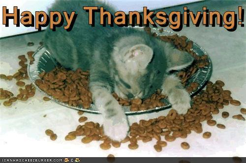 after-thanksgiving-cat