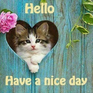 Cat-Hello-Have-a-nice-day