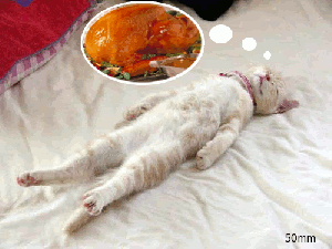 Thanksgiving-Dream-Cat