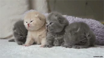 Cutest_Kitties
