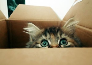 l-only-wants-to-play-with-empty-box