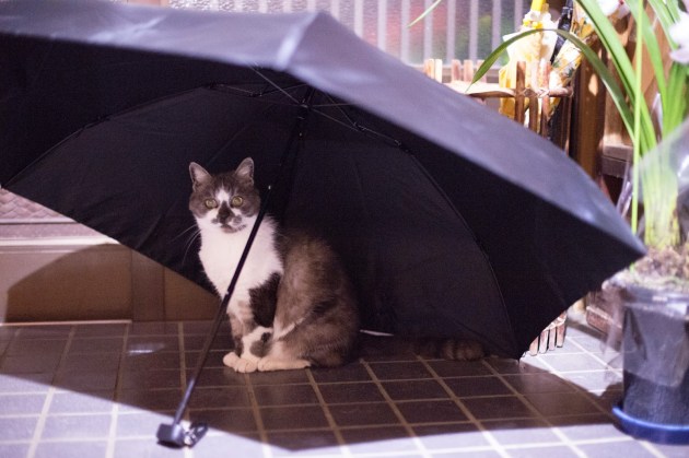 Umbrella-cat