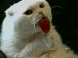 Cat-eating-lollipop
